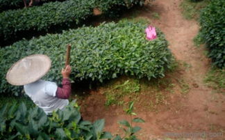 植物微生物有機(jī)肥 價(jià)格、廠家與研發(fā)趨勢解析